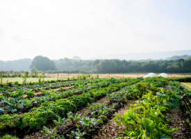 Agricultural Land/Farms