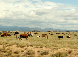 Ranches