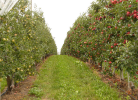 Orchards/Vineyards